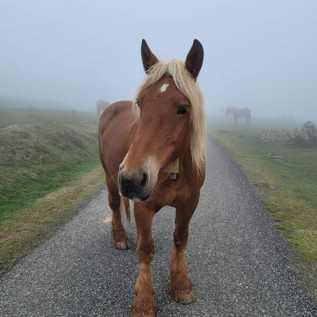 Bill and Katie's Camino