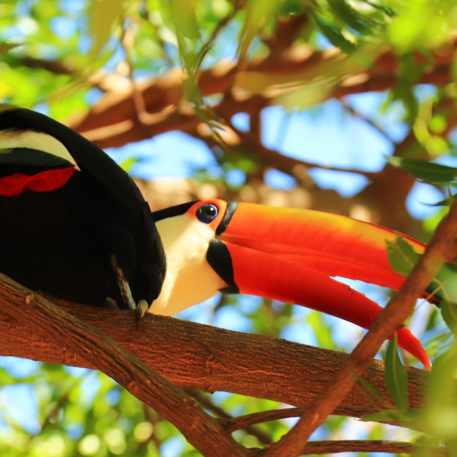 South America Diaries