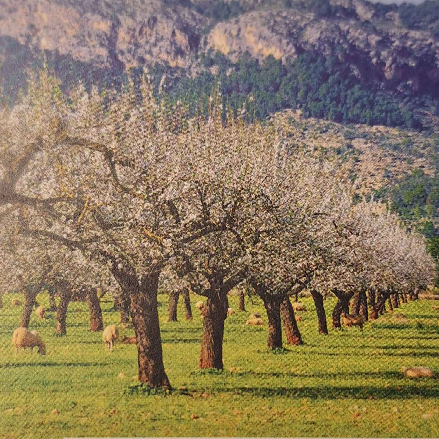 Mallorca Kurzreise 10.-20.0