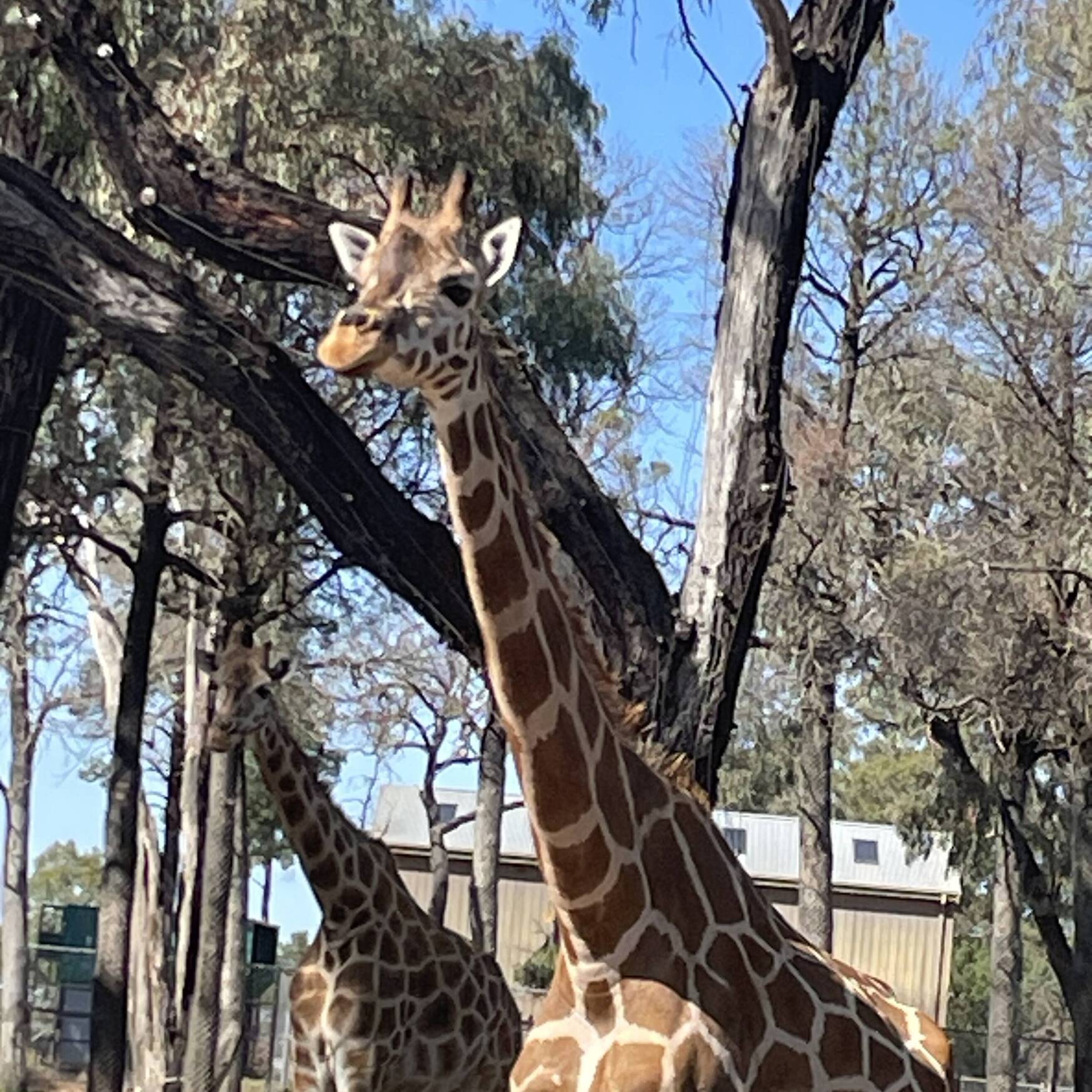 Off to the Zoo