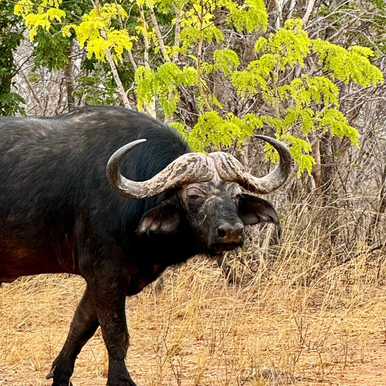 Namibia - weites wildes Land