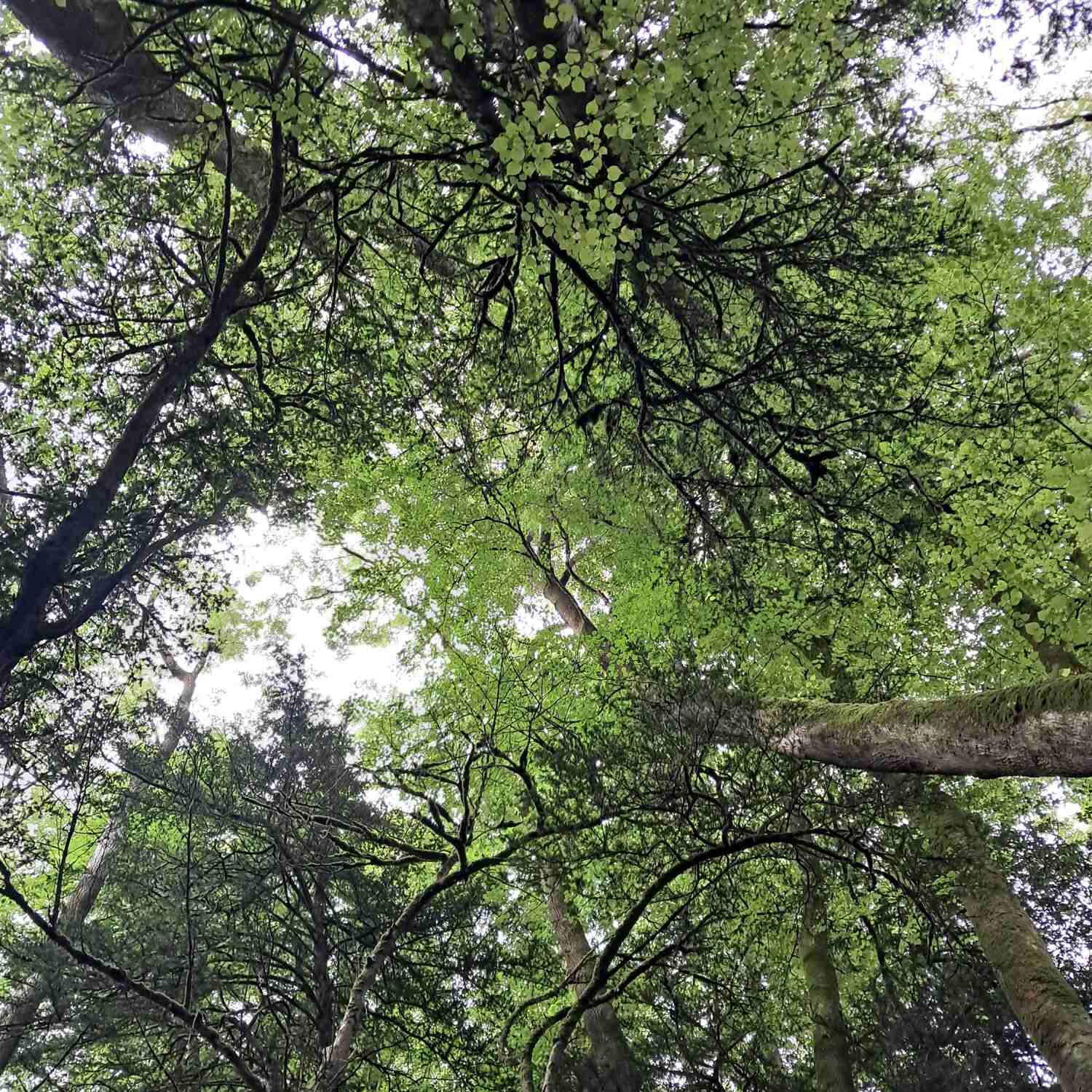 Forest of Dean