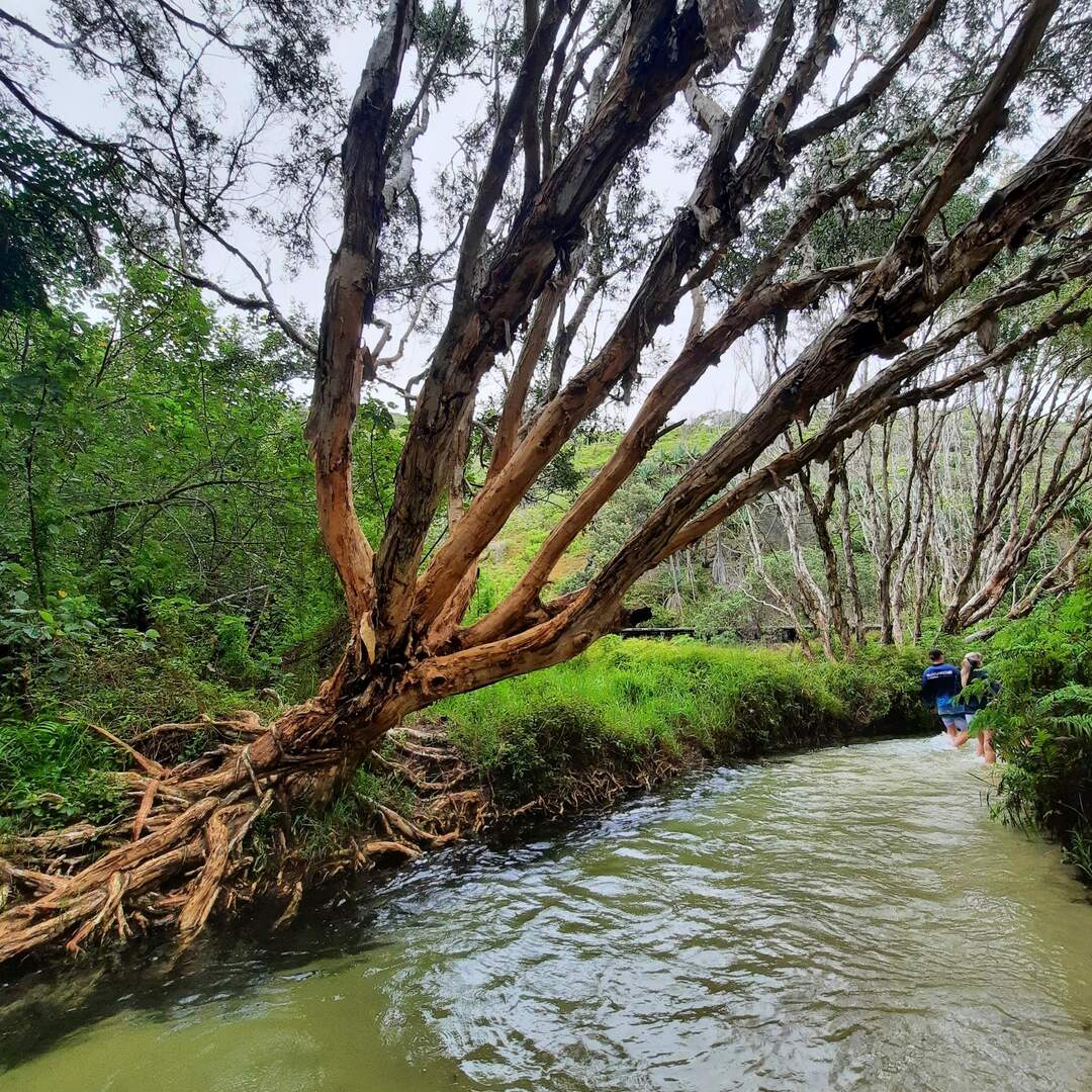Fraser Island