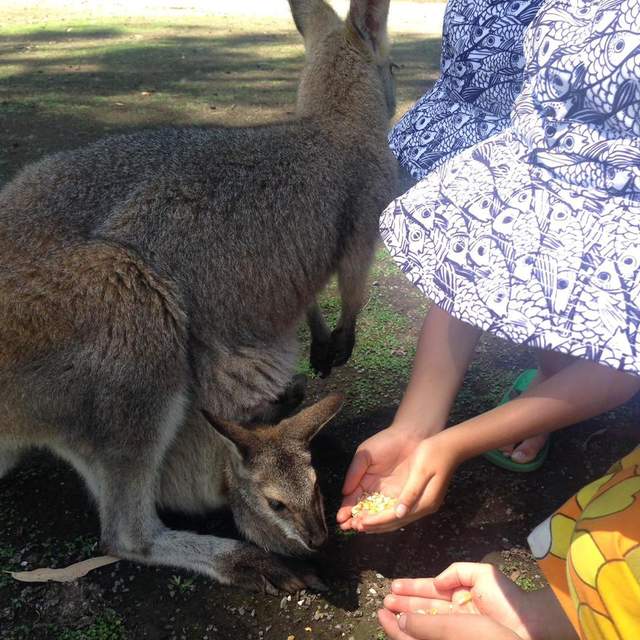 Australian Adventure