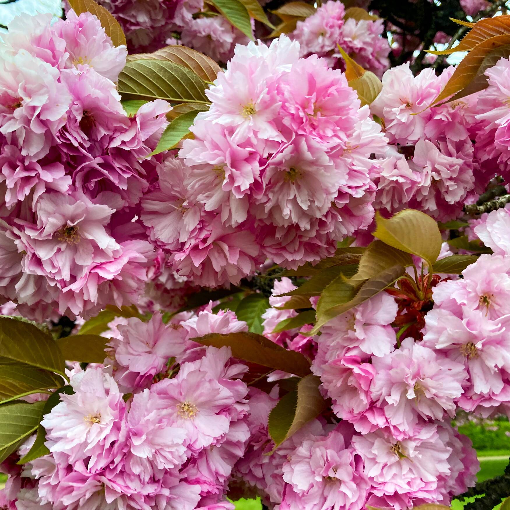Hanami