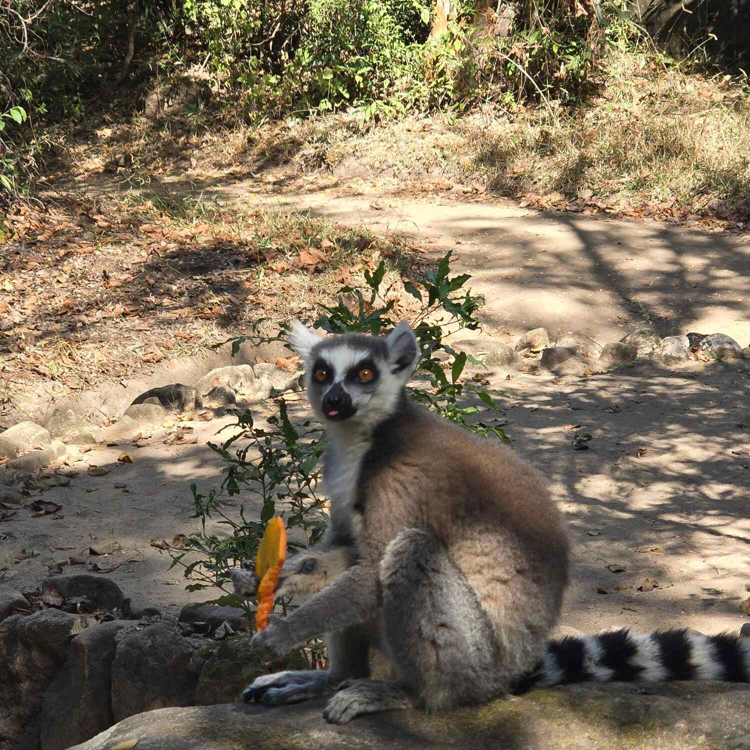 Madagaskar