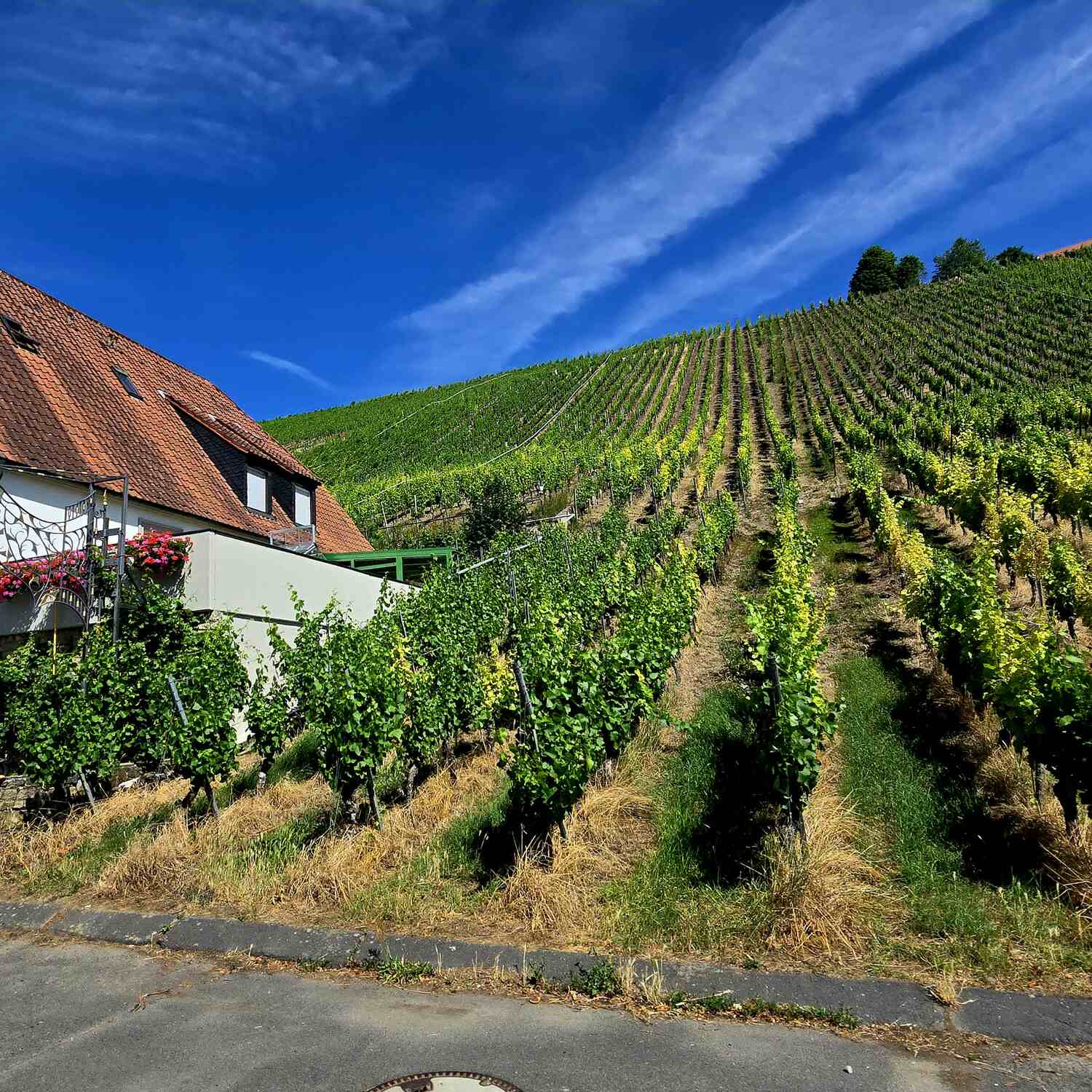 Der Wein war schuld...