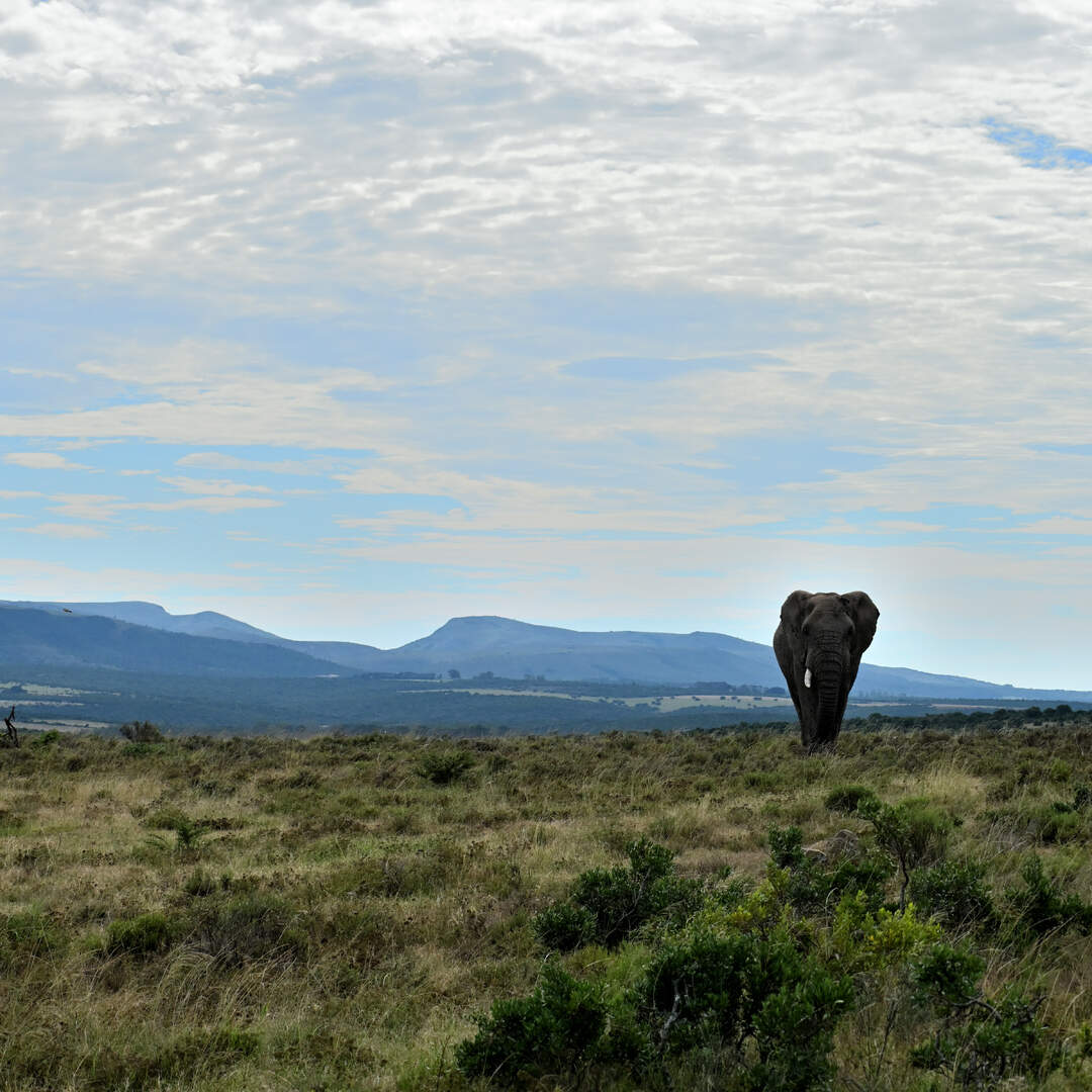 Auszeit.Abenteuer.Afrika