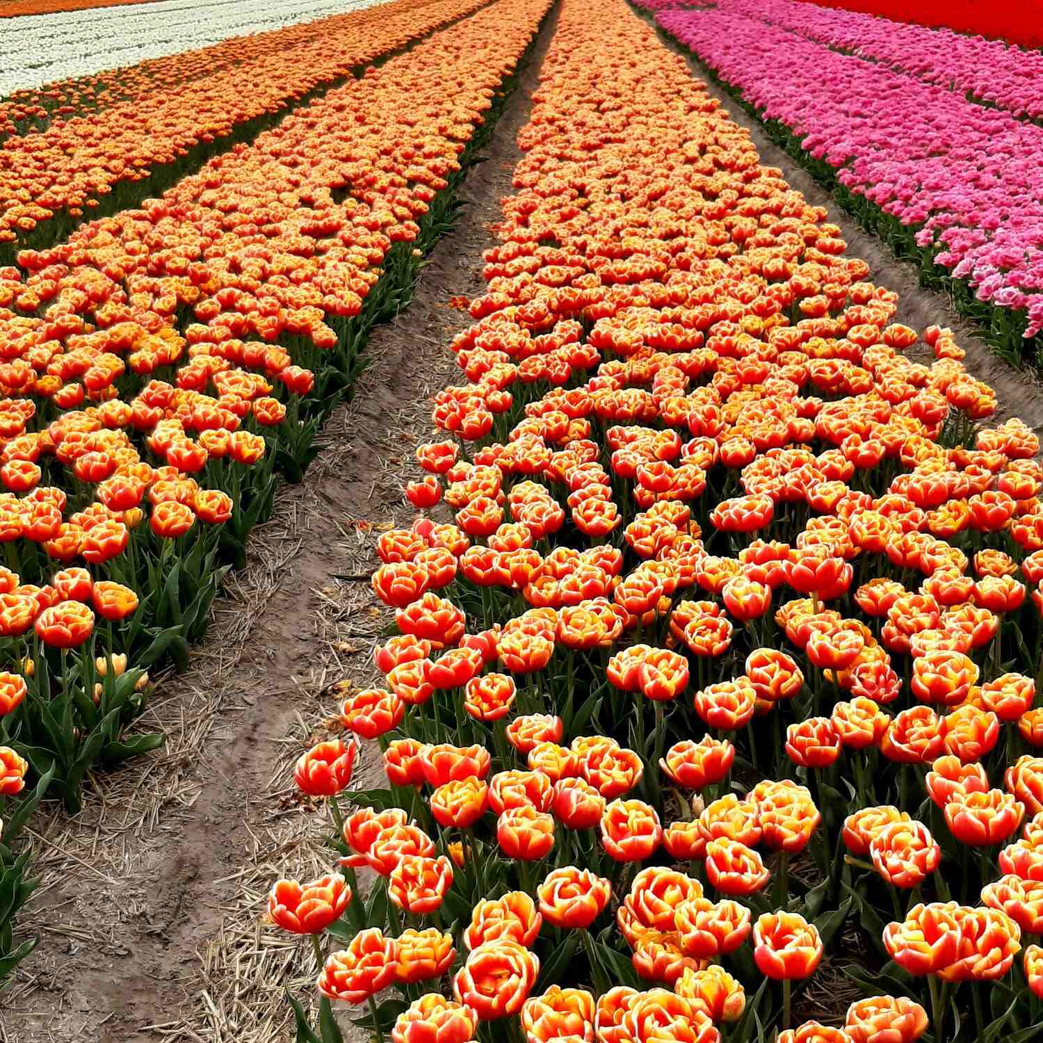 Tulpenblüte in Holland