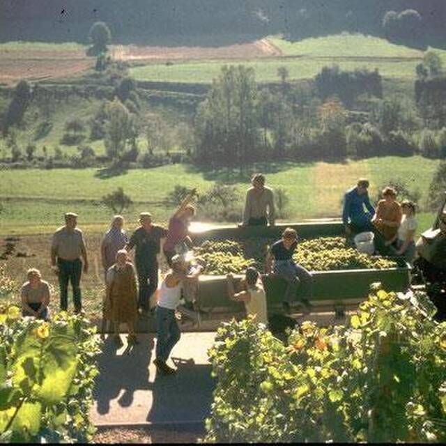 Weinbau Blumenstock