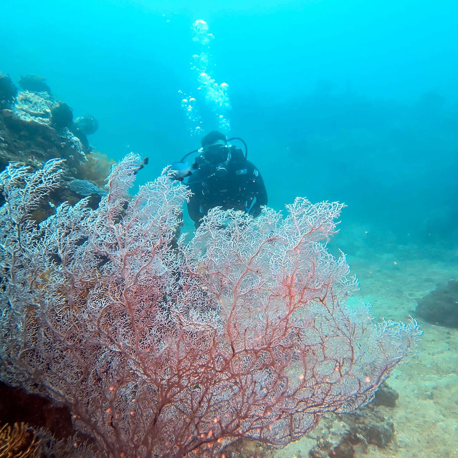 Nord-Sulawesi, Indonesien