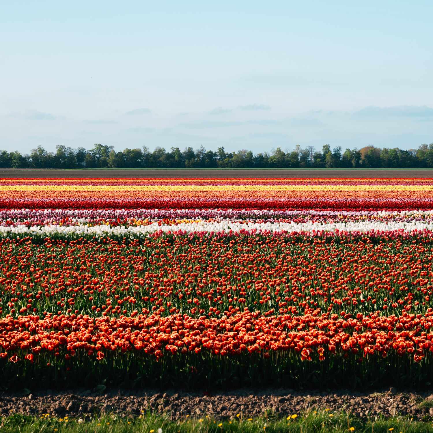 Tulpen in Holland