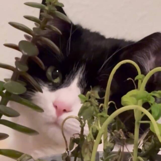 Heidi F.