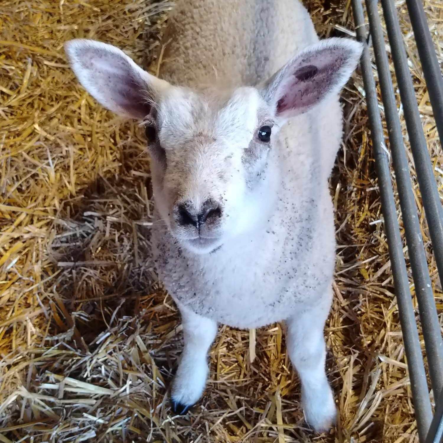 Ammerton Farm