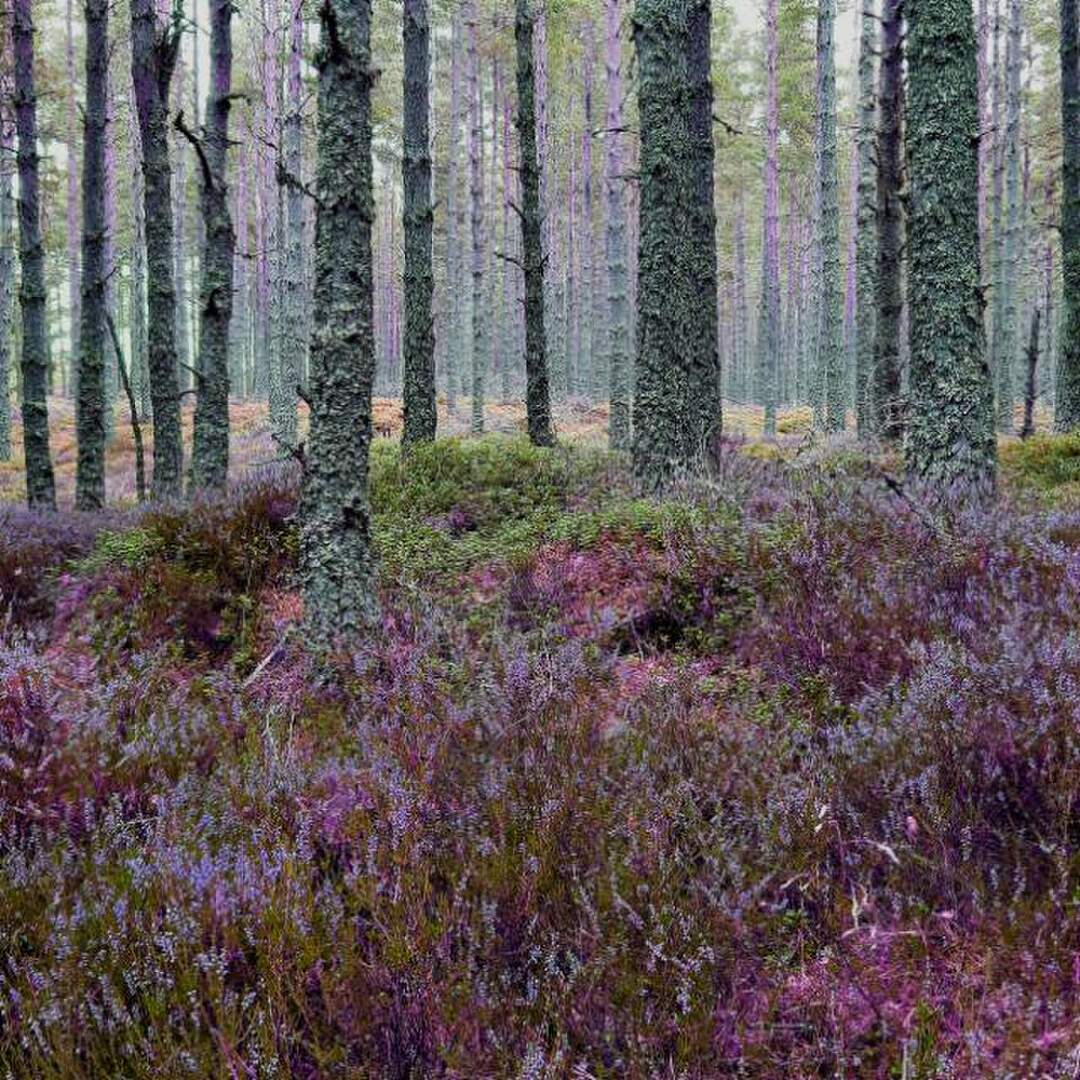 Eine Woche in Schottland