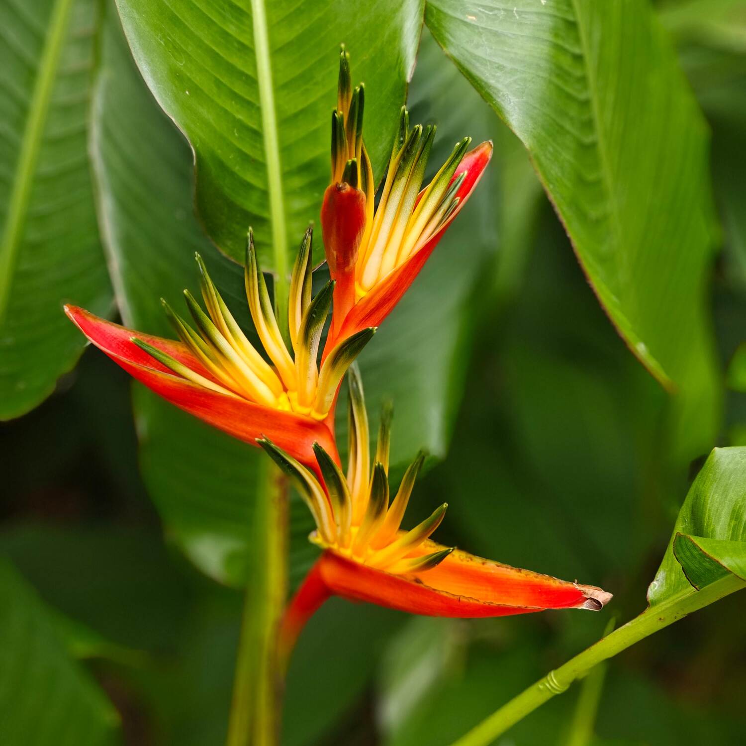 Guadeloupe