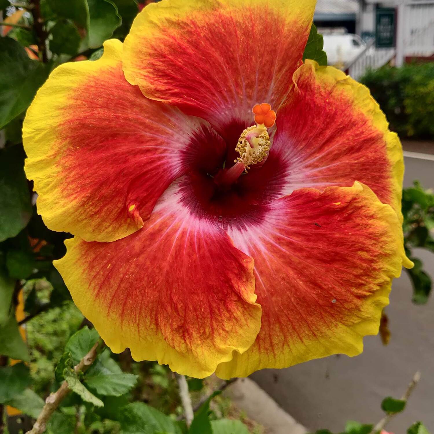 Hawaii