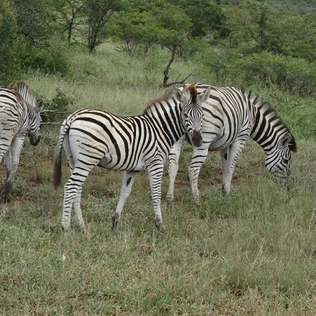 Family Trip to South Africa