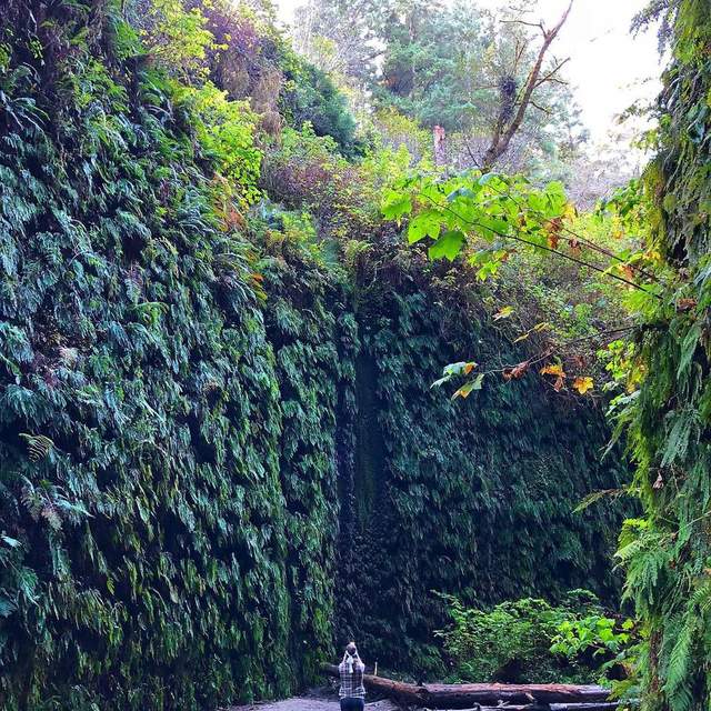 Fern Canyon