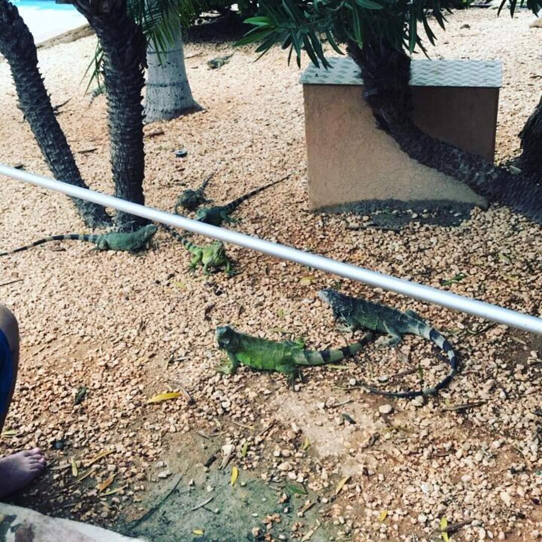 aruba 2017
