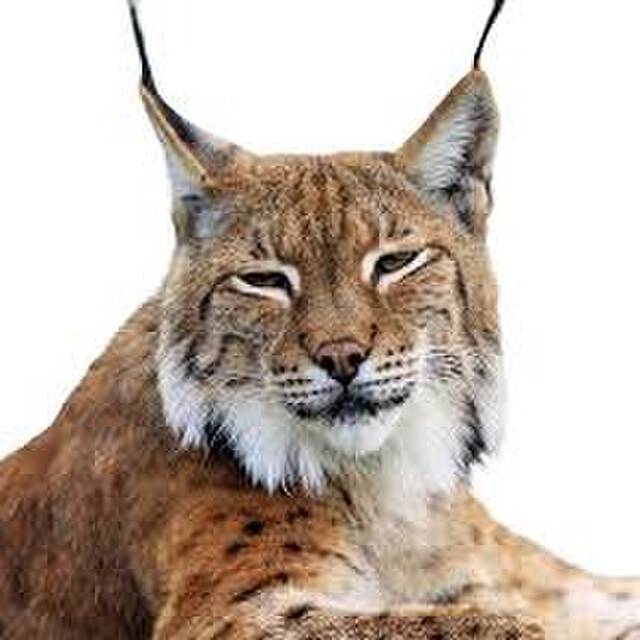 Lynx