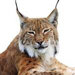 Lynx