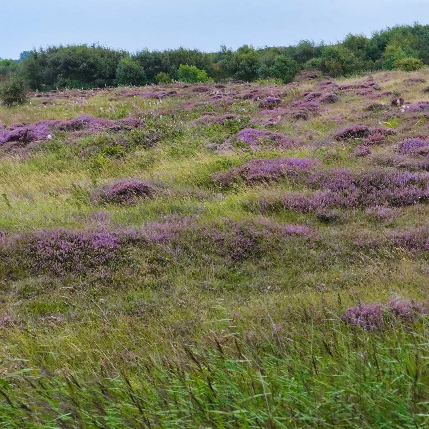 Lüneburger Heide & Bremen