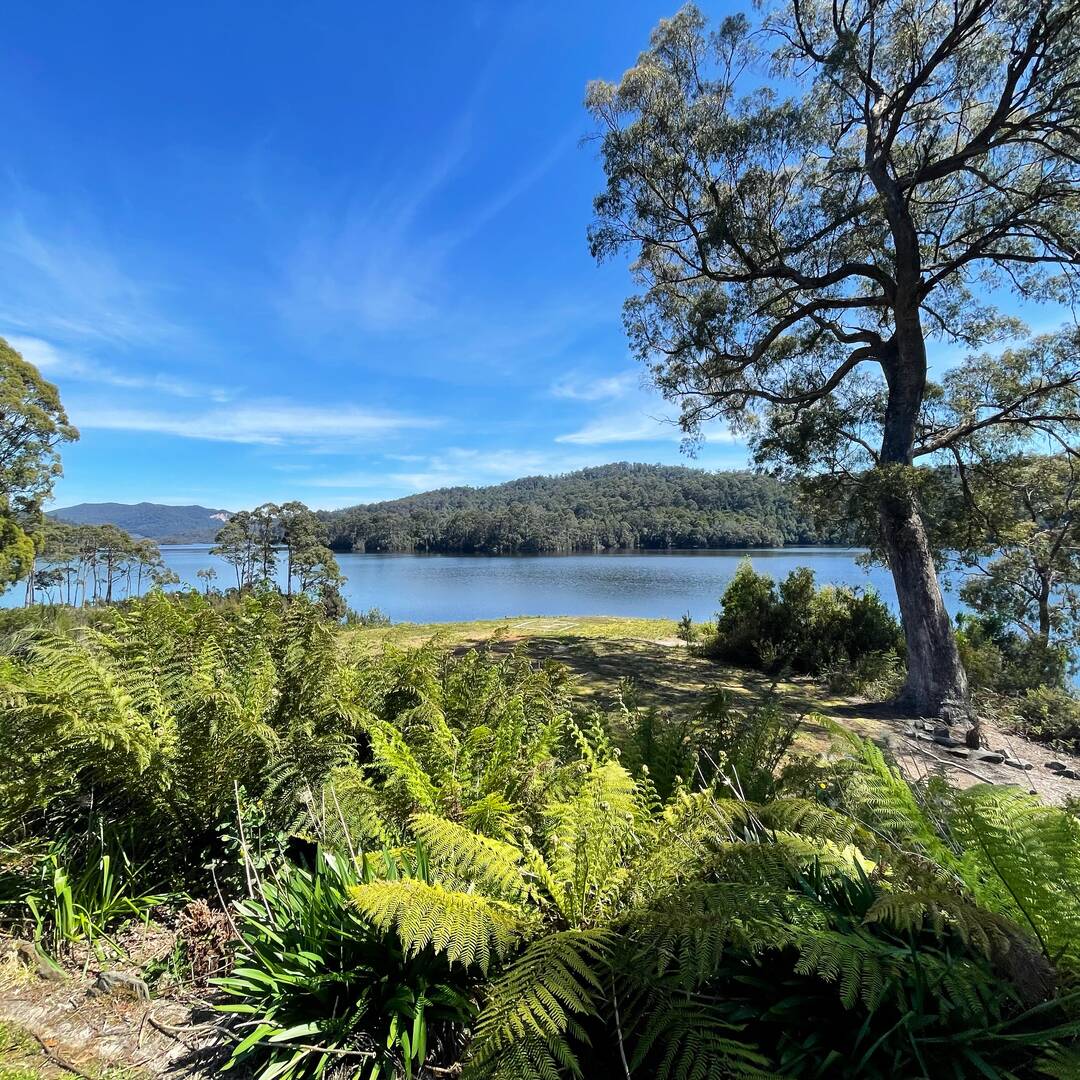 Tassie