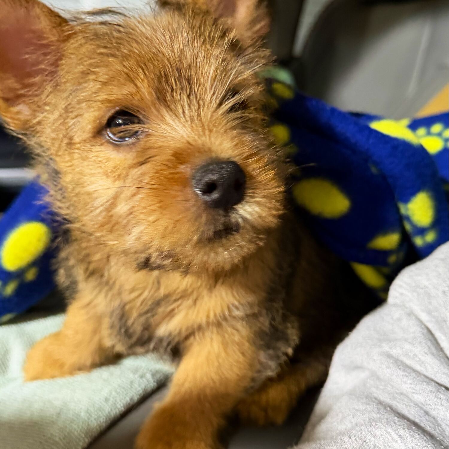 St. Aug and the Baby Dog