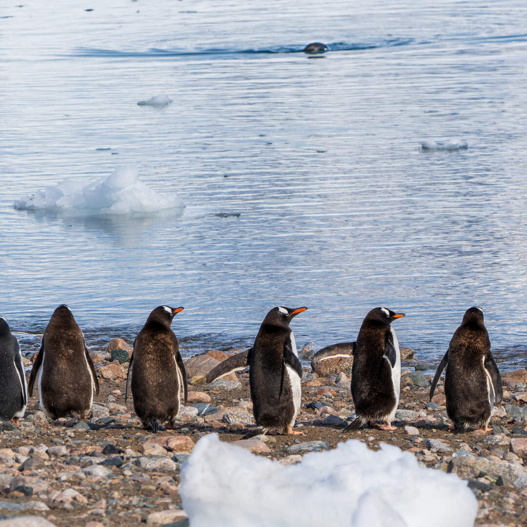 Antarctica Adventure 2022