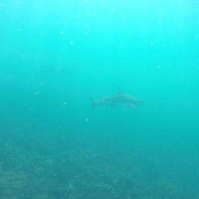 Sri Lanka pigeons Island