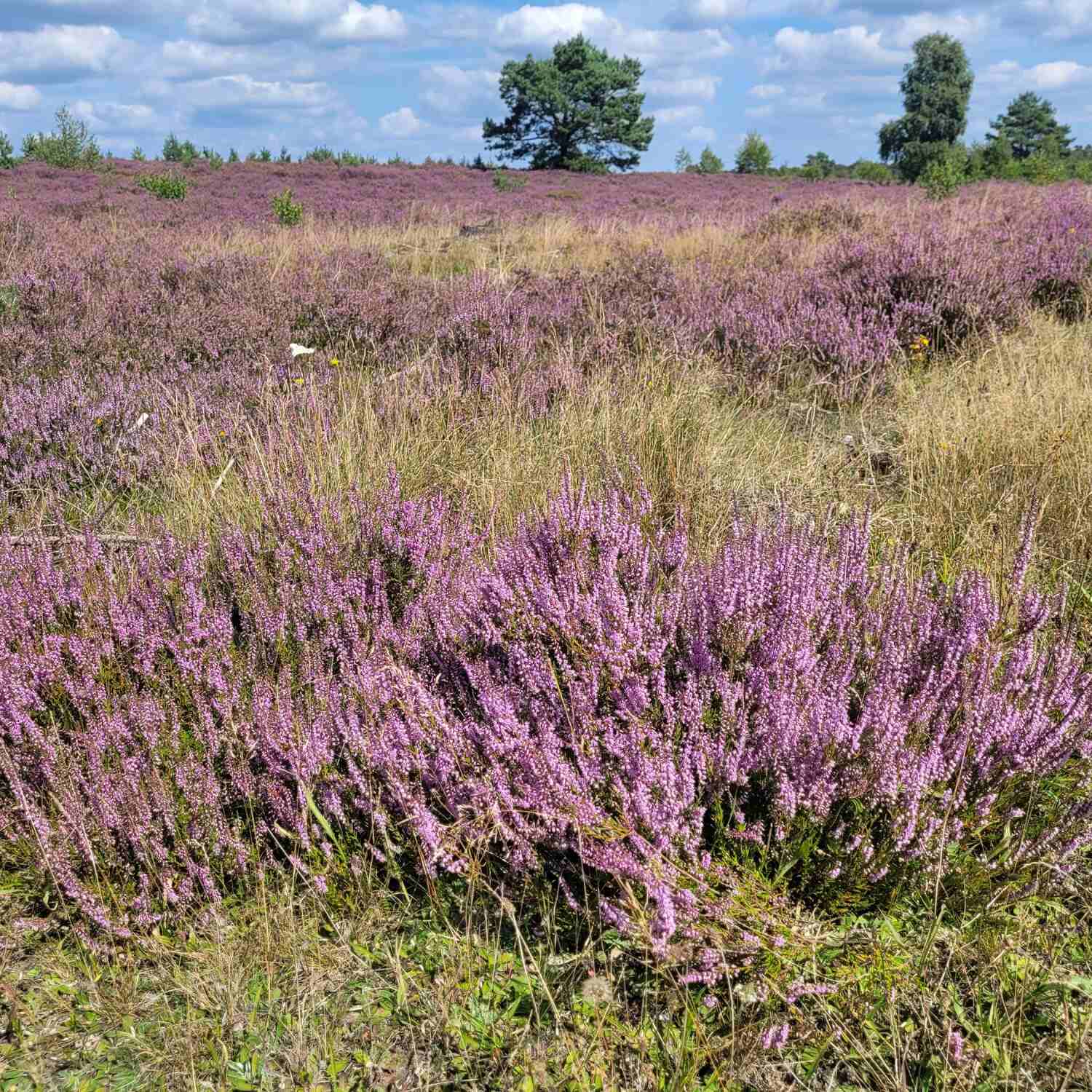 Lüneburger Heide