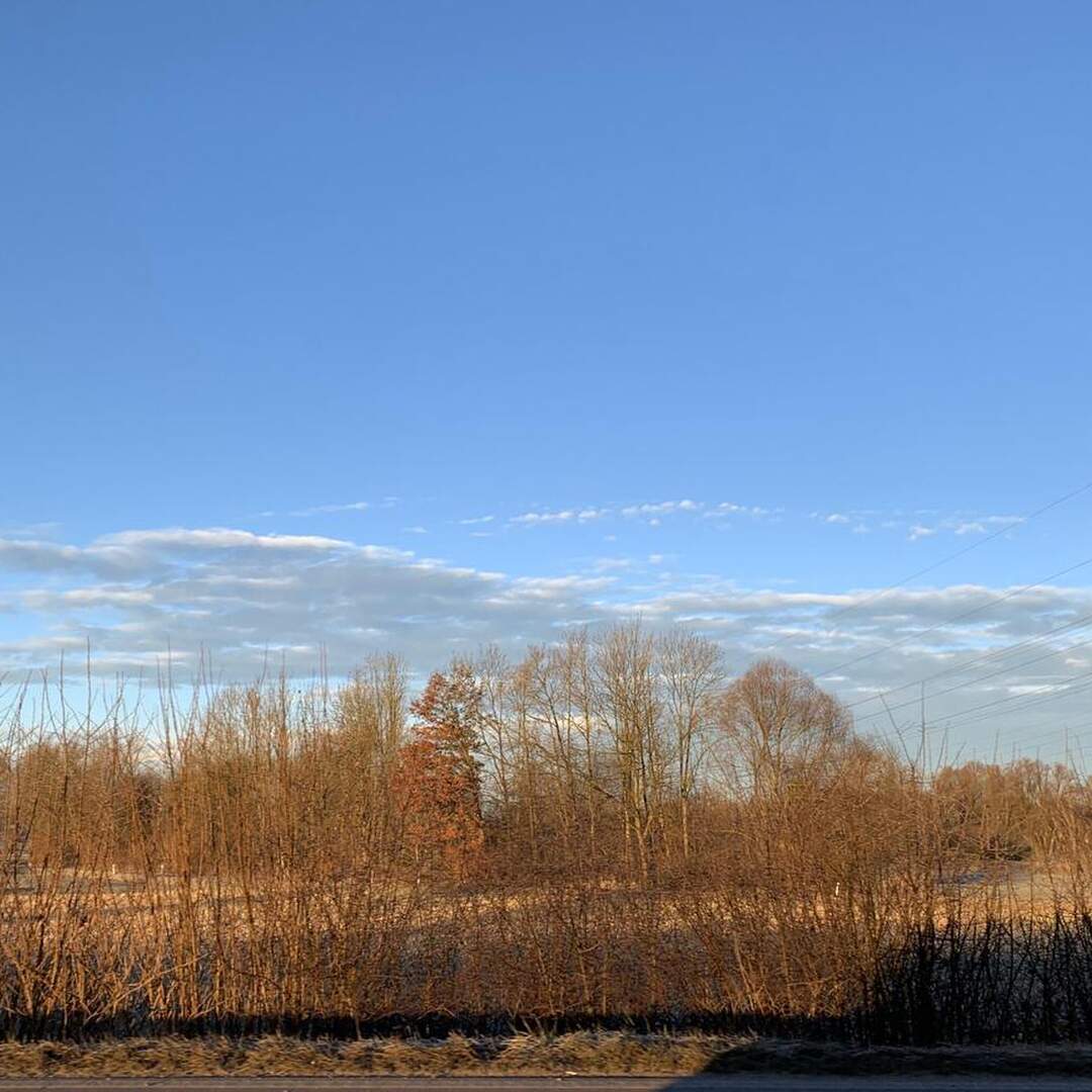 Rust am Neusiedler See