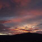 a carbon-based life-form