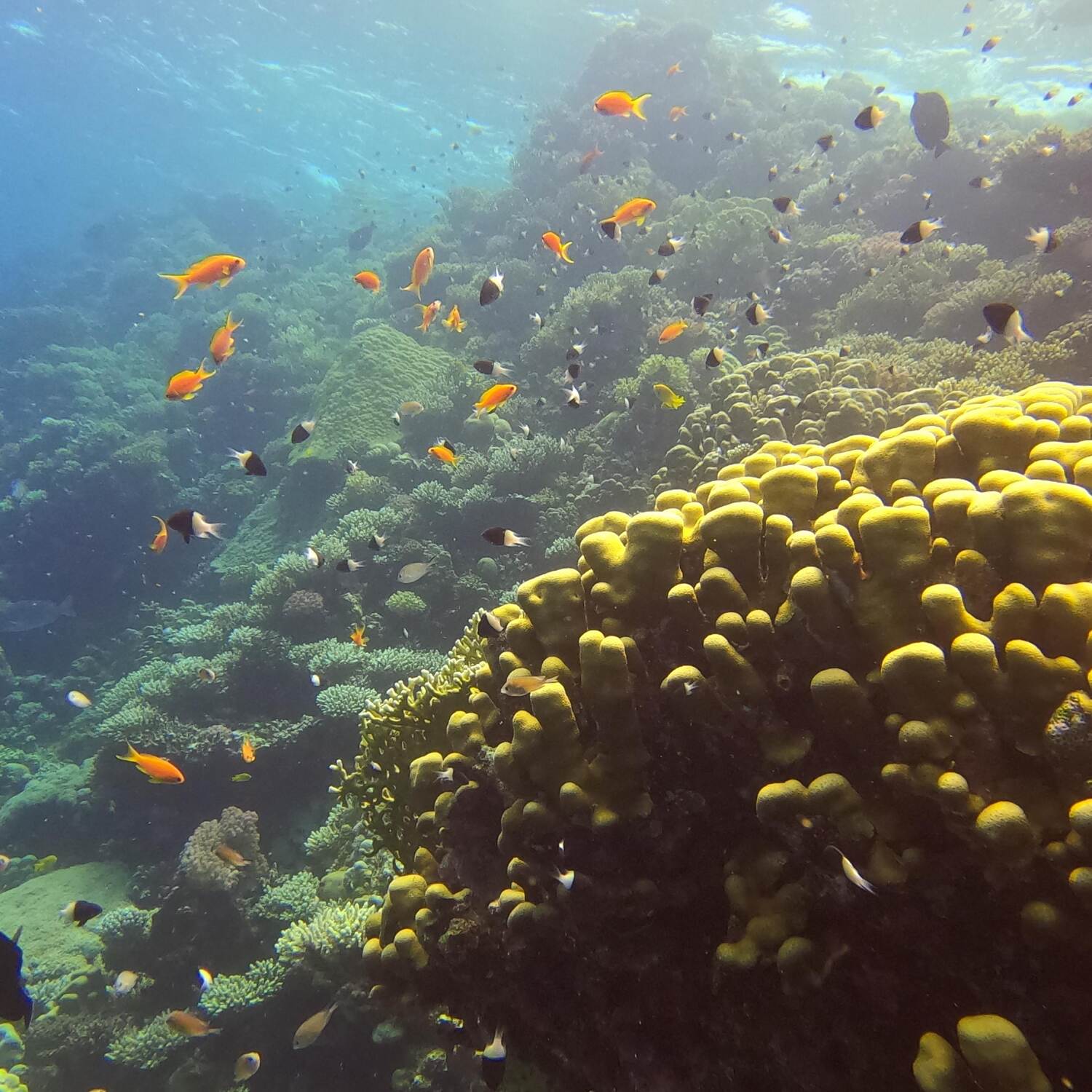 Sharm El Naga