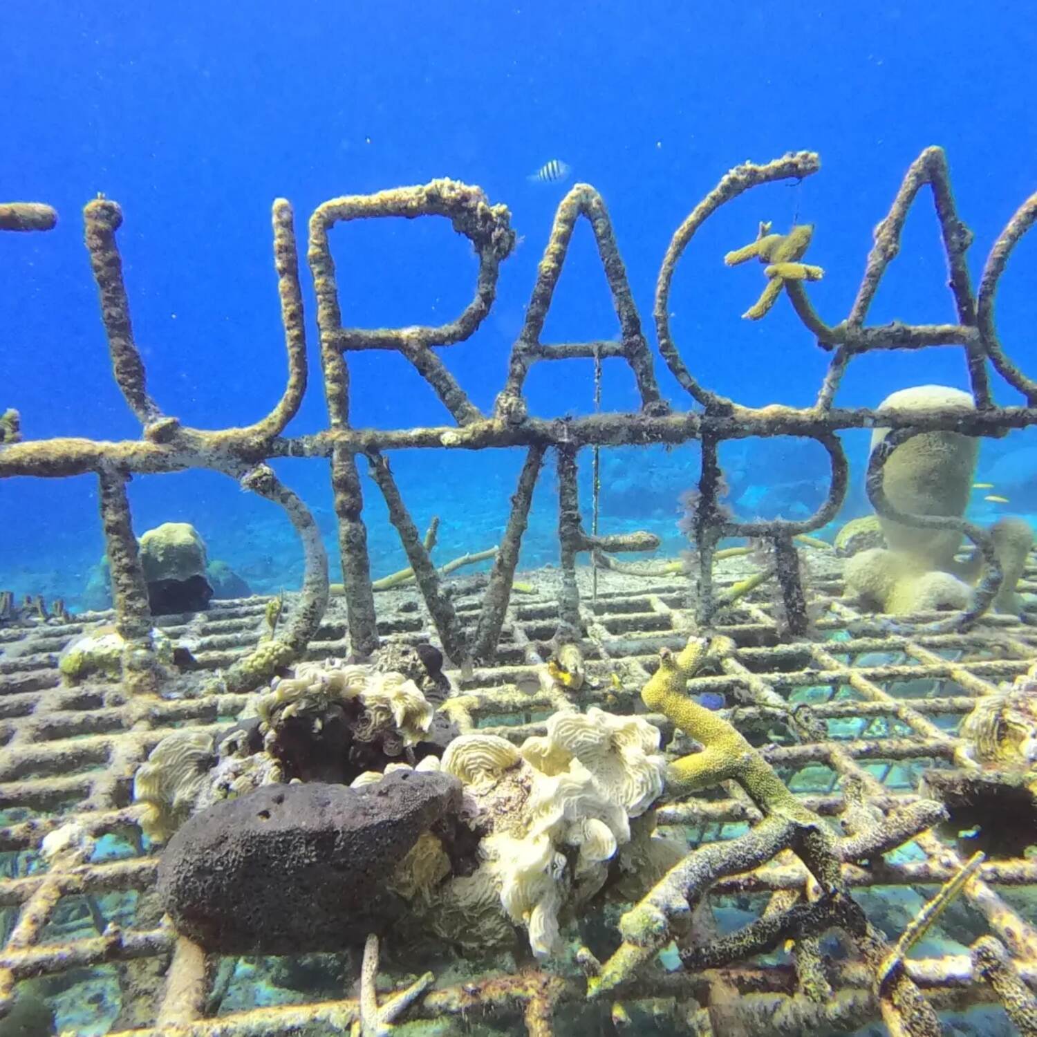 Curacao die 6.