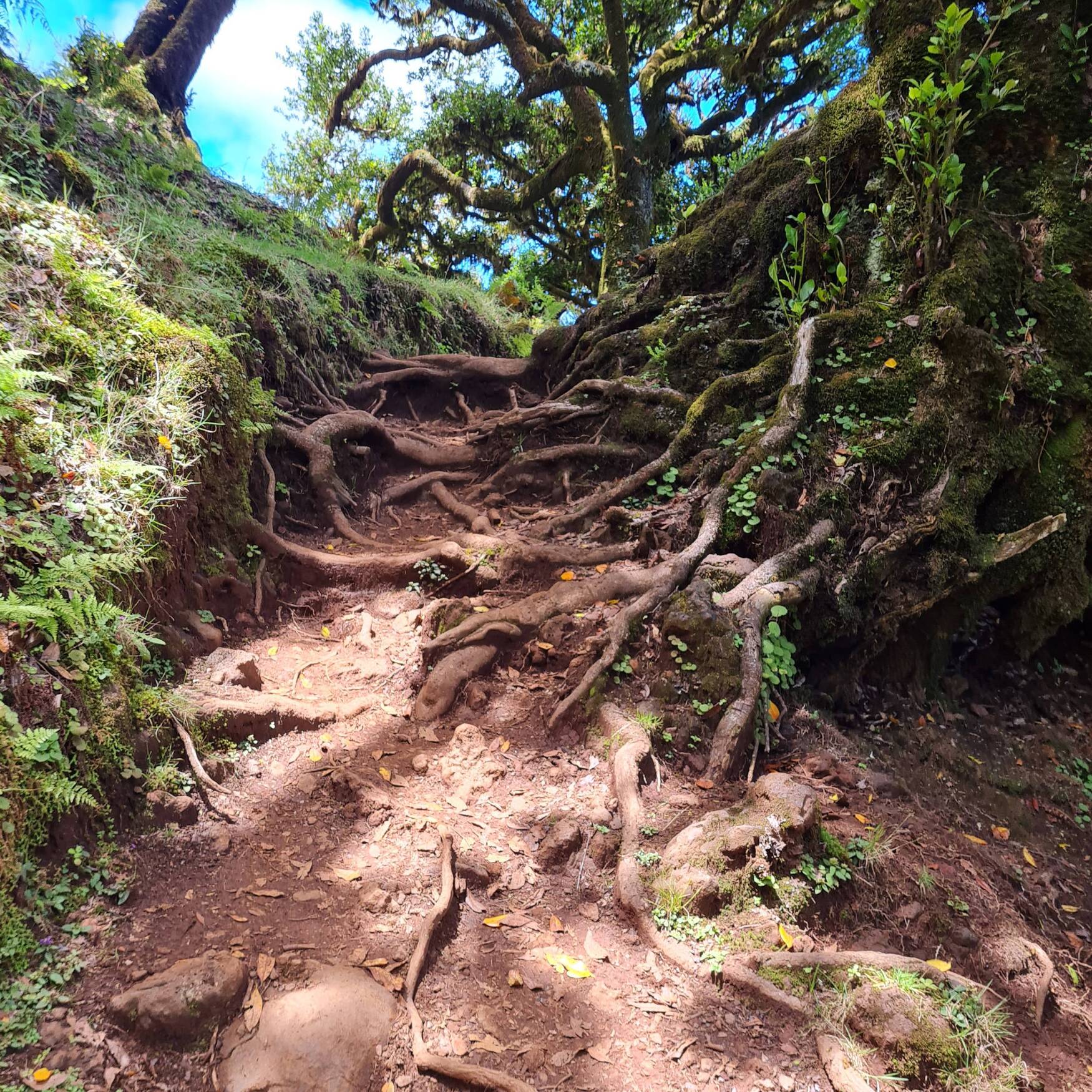 Madeira