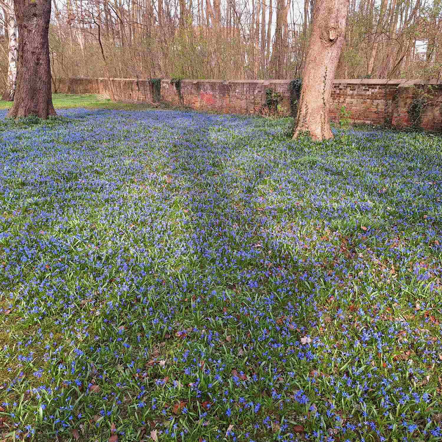 Scilla-Blüten Linden