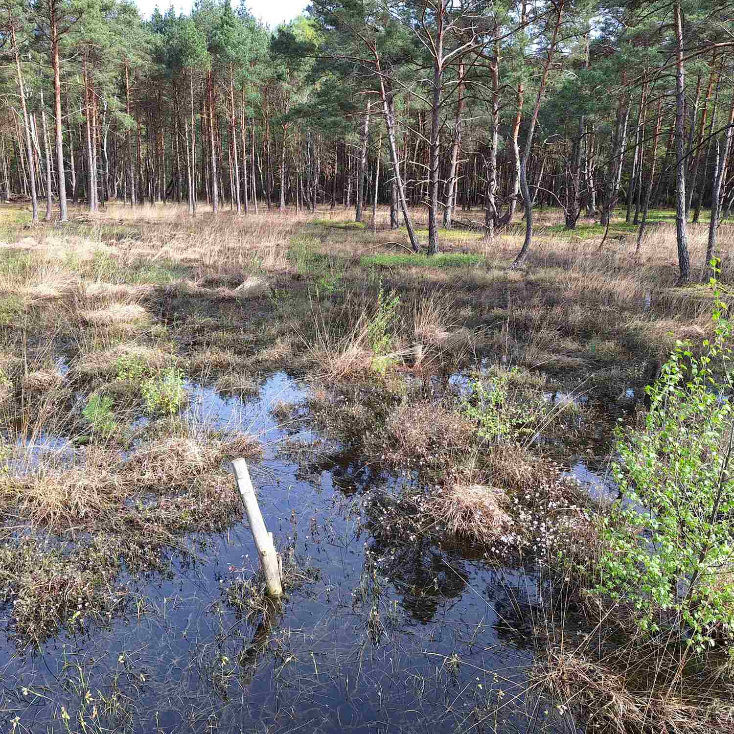 Moorerlebnispfad Resse