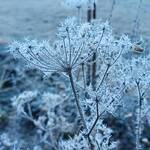 Marlies Ott-Wüthrich