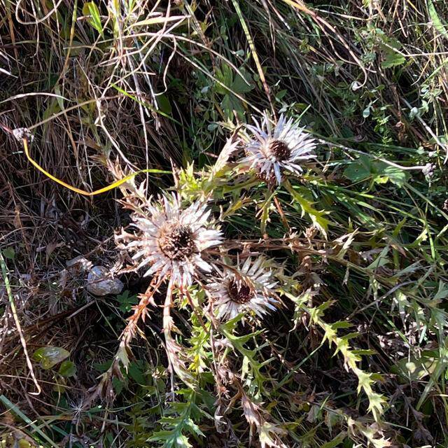 Marlies Ott-Wüthrich