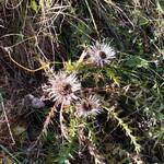 Marlies Ott-Wüthrich