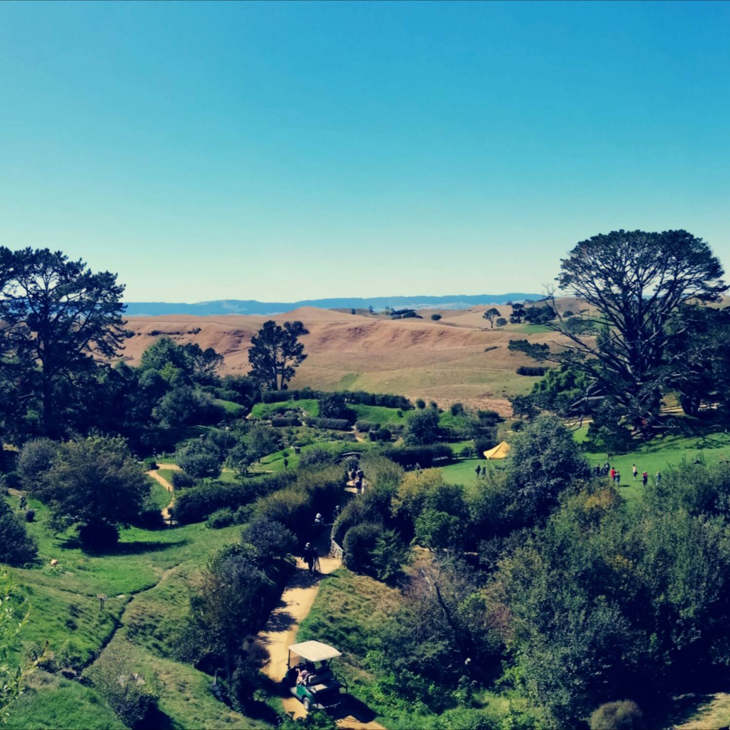 Covid NZ
