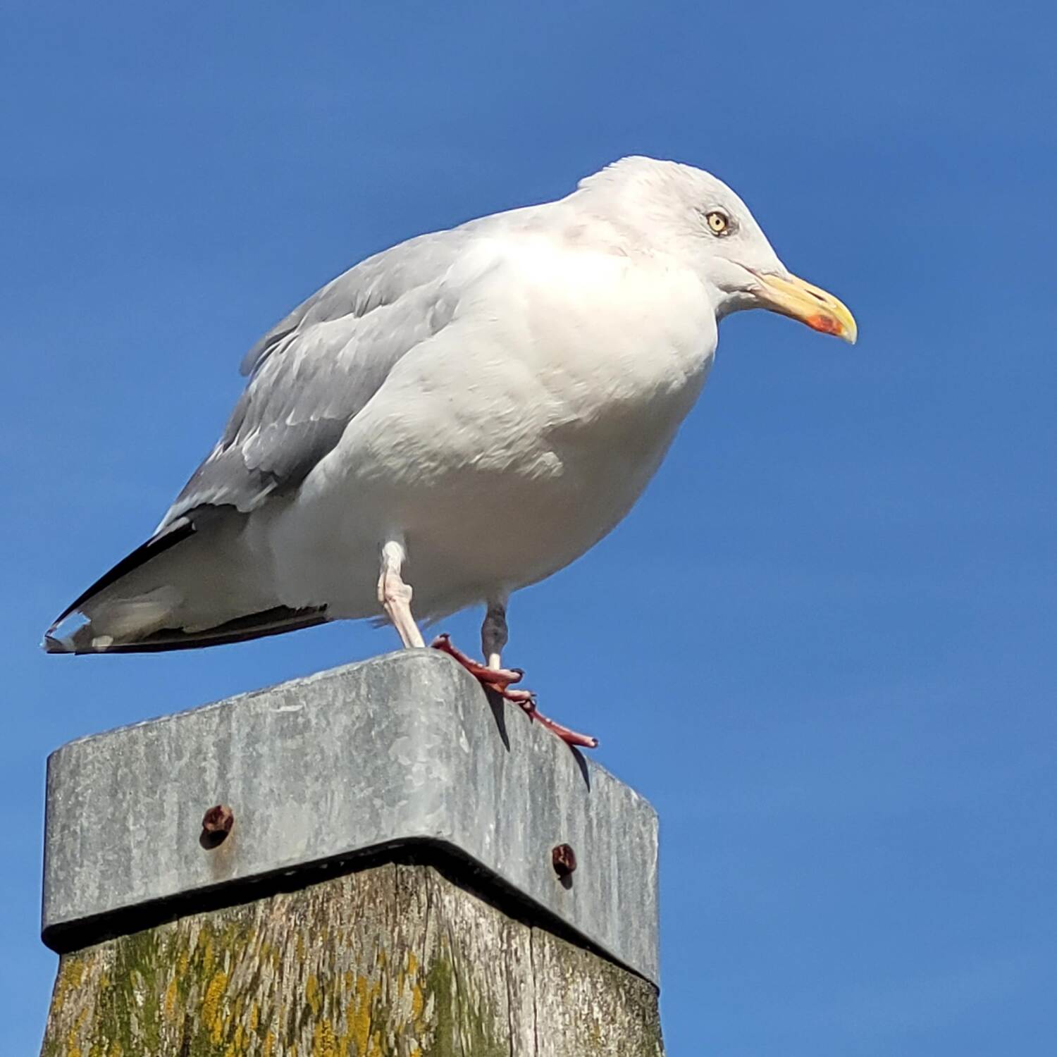 Kurztrip nach Cadzand