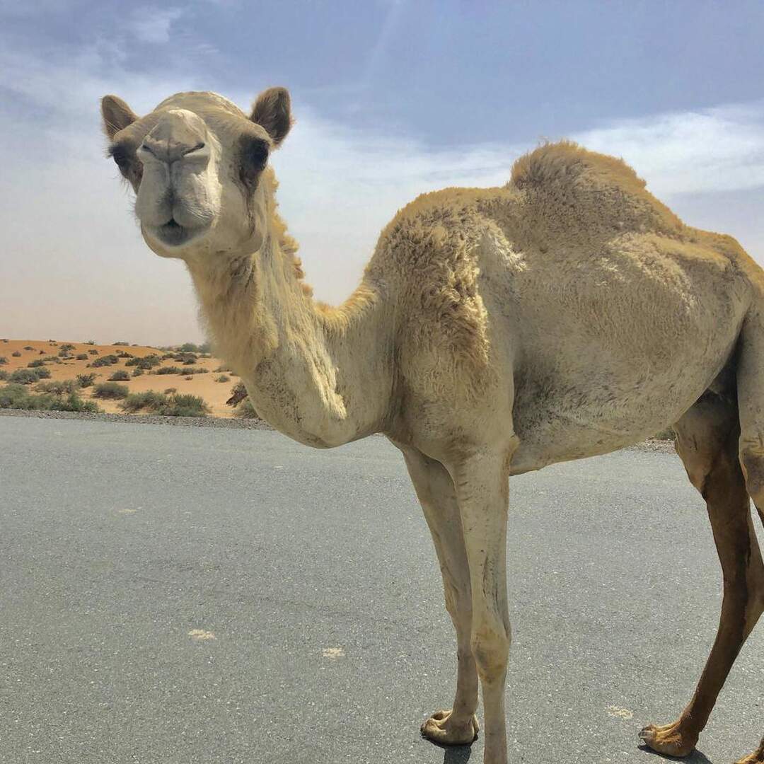 Dubai