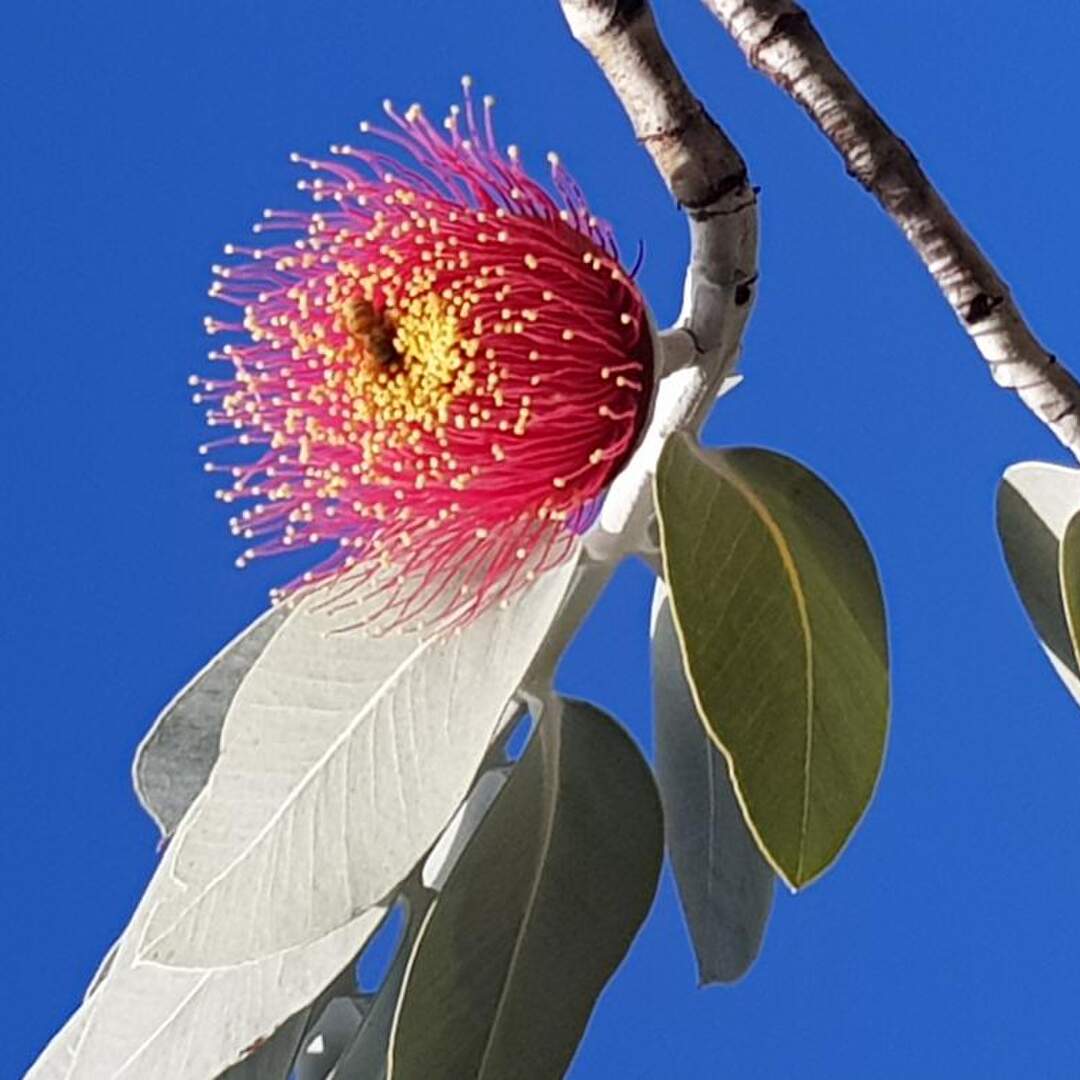 Around Australia