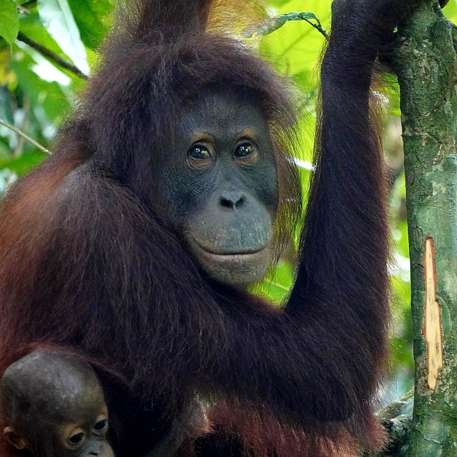 Borneo & Philippinen