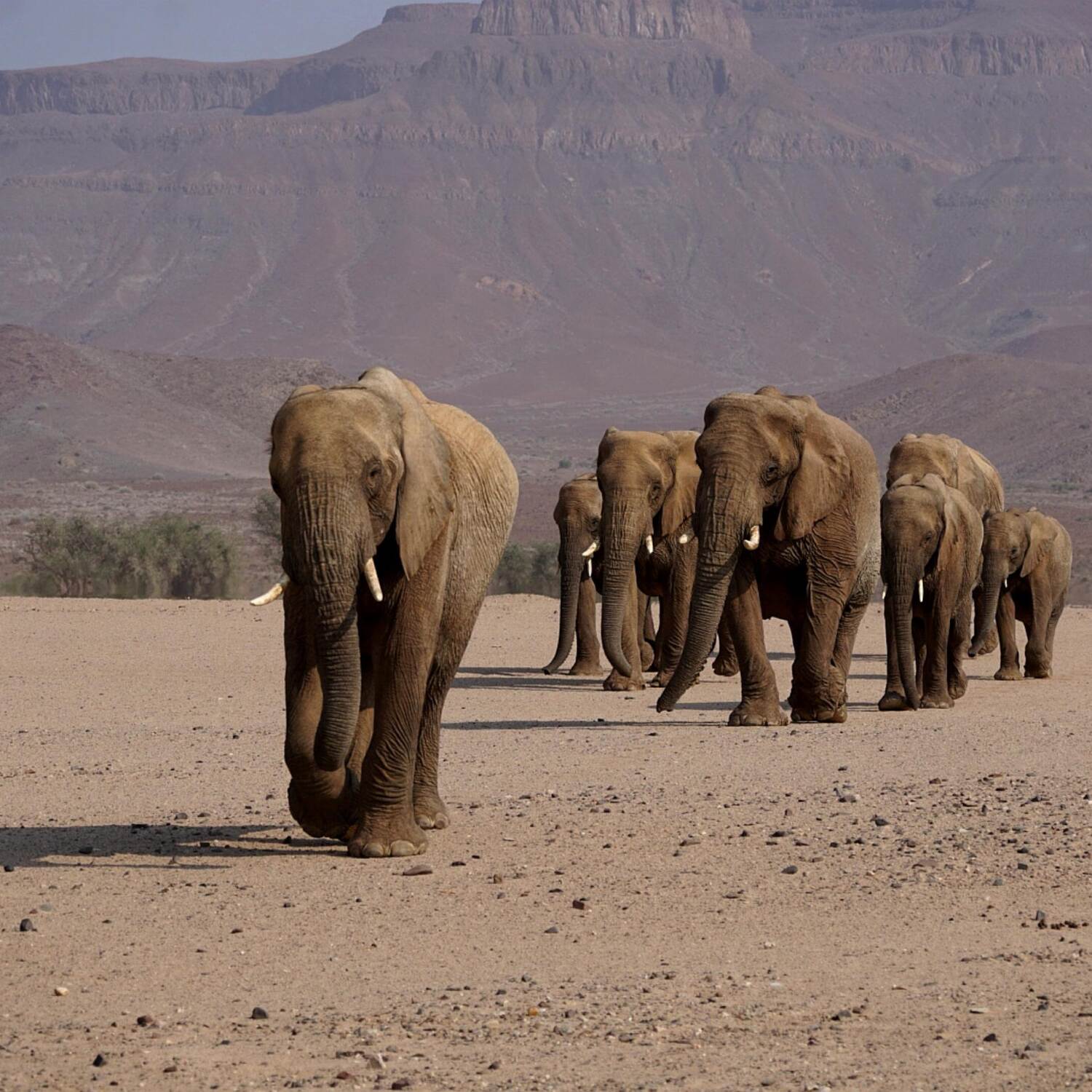 Namibia 🦁🦓🐘🦒🦏