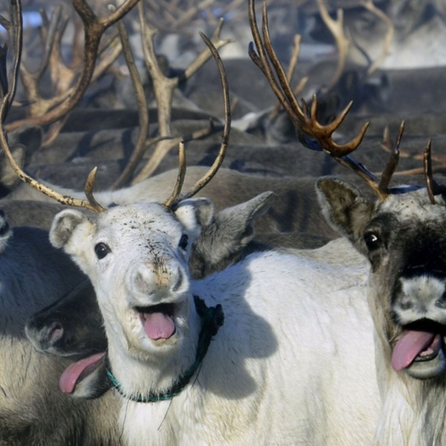 Mauro und Chnöbbi in Lappland
