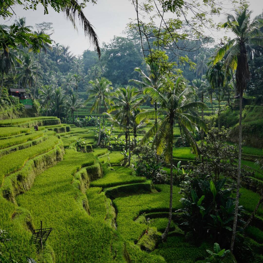 Tokio & Bali